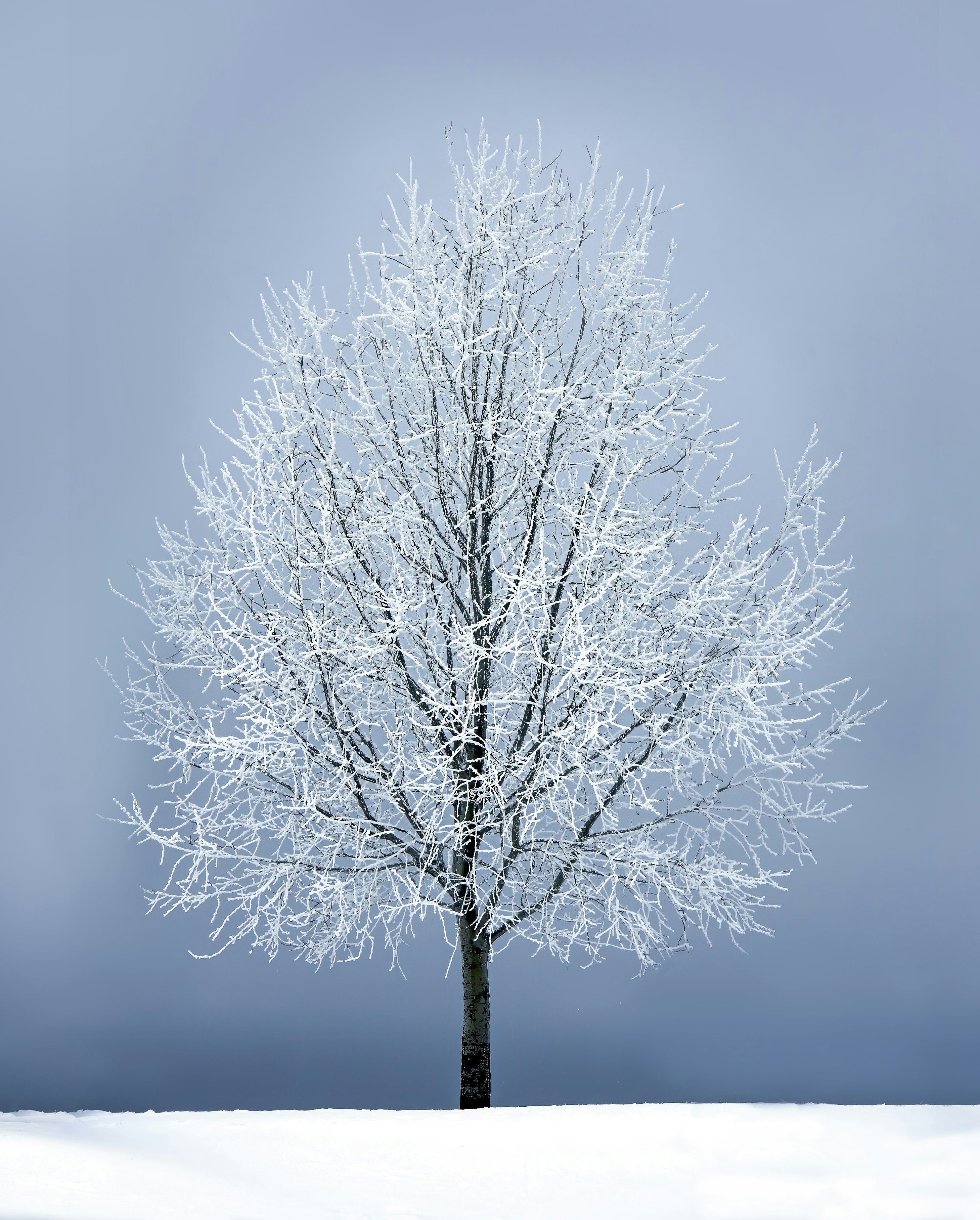 leafless tree under gray sky